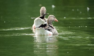 农历几日的女人是金凤凰？几月份的人是凤凰转世？
