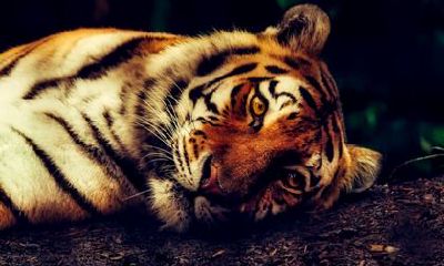 2022年妈妈本命年女儿送什么礼物好？本命年送礼时间