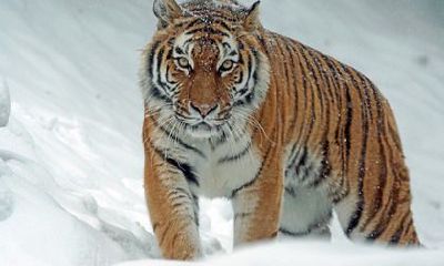 属虎的本命年带朱砂好吗？不同年份出生属虎人的命运