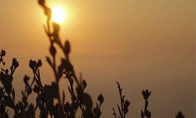 属虎2022金箔金命详解，金箔金命的虎几月最旺？