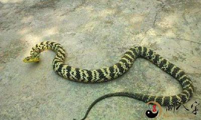 梦到一条菜花蛇