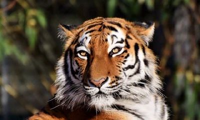 2022年男生本命年适合带什么首饰？本命年犯小人咋办？