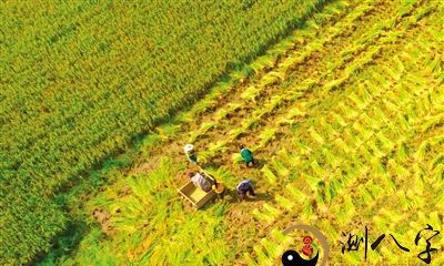 梦到收种未熟的稻谷