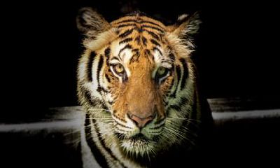 2022年本命年可以生孩子吗？属虎本命年怀孕怎么办？