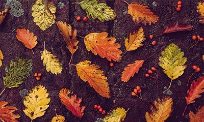 2022年农历九月十一是不是吉日？黄历有什么宜忌？