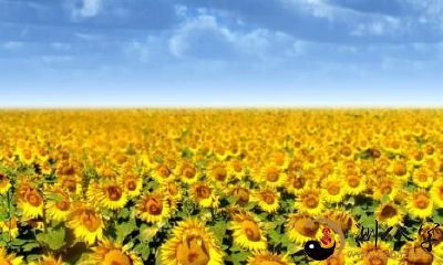 属羊人最忌讳买什么楼层？属羊人买房风水解析