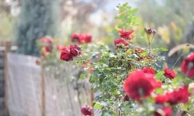 江湖命理看流年