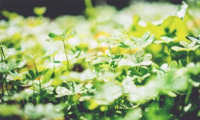 1995年山头火命几月好？1995年山头火命命硬吗？