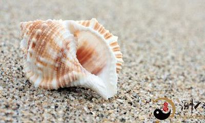 梦见大海中都是大海螺