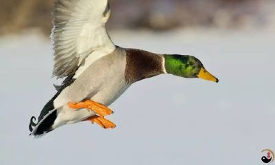 周公解梦鸭子飞了