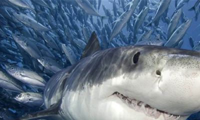 周公解梦鲨鱼牙齿