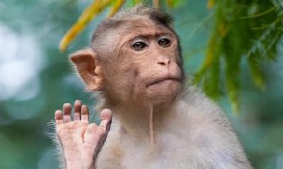 92年属猴的正缘出现在哪一年，适合早婚还是晚婚？