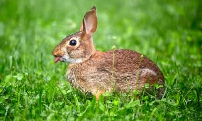 生肖属兔人一辈子的靠山是谁？事业上的贵人是谁？