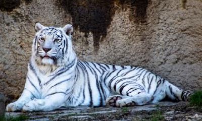 1998年属虎人一生的转折点在哪一年几岁？