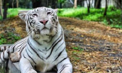 1986年出生的属虎人生转折点在什么生肖年份？