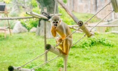 1980年属猴一生有二婚之命吗？二次婚姻在几岁？