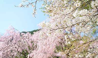 杨柳木命和城墙土命能婚配吗？杨柳木命适合做什么行业？