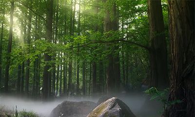 杨柳木命和白蜡金命相配吗？杨柳木遇什么是上等命？