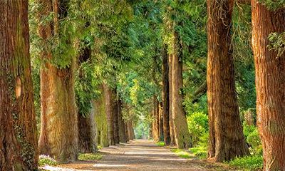 杨柳木命和杨柳木命配吗？杨柳木命女孩的婚姻