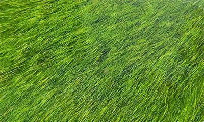 癸未年生杨柳木命好不好？癸未杨柳木命是哪一年？