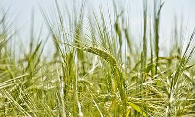 杨柳木命忌讳什么颜色？杨柳木命适合什么颜色？