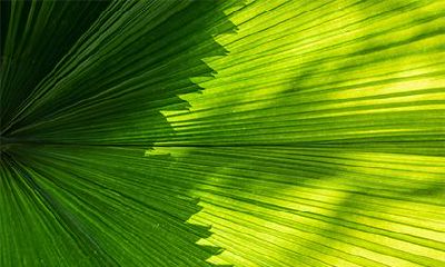 杨柳木命和什么命最配？杨柳木命和什么命相克？