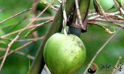 梦见竹子結果了