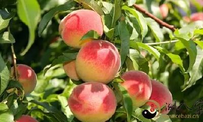 梦到漫山遍野的桃树結果