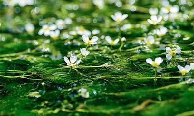 杨柳木命是什么意思？杨柳木命命运如何？