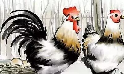 生肖鸡最突出的特征与喻义