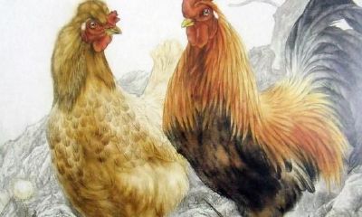 生肖鸡最突出的性格特征以及隐藏的性格特征