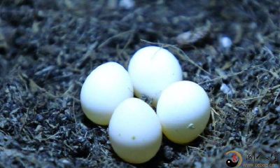 梦见蛇蛋卵化出蛇