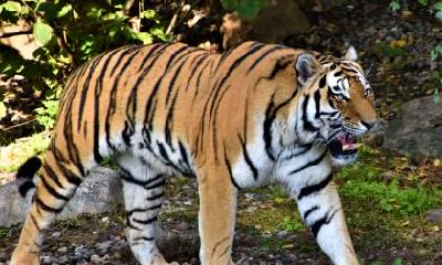 属虎人在2023年会有牢狱之灾吗？