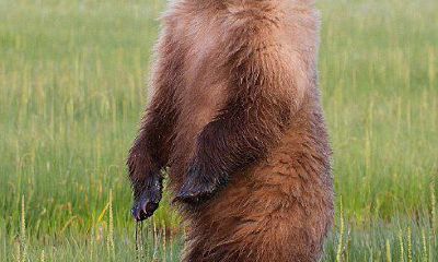 梦到小熊宝宝追我