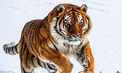 梦到老虎吃人见血