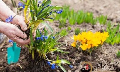 梦到自己在养花叶片很绿