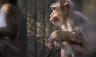 属猴人2023年有什么喜事，兔年的贵人是谁？