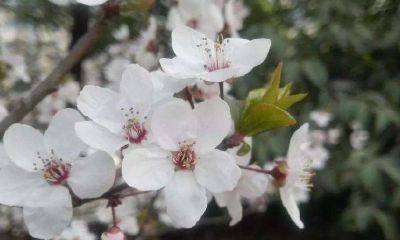 梦到满枝梨花开