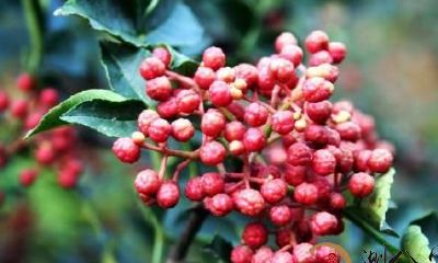 梦到摘吃花椒叶