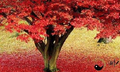 梦见火鲜红色的山林