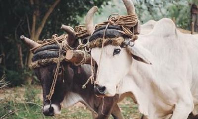 2021辛丑牛年农历腊月十五日喜神方位解析！