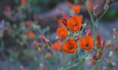 前世有积德的八字特征是什么样？四柱怎么看祖上有阴德？