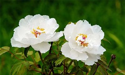 二婚的命格肯定会离婚吗？有二婚命的人前世因果