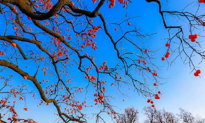 如何理解摩羯座？高冷和深情并存，还有另外一面