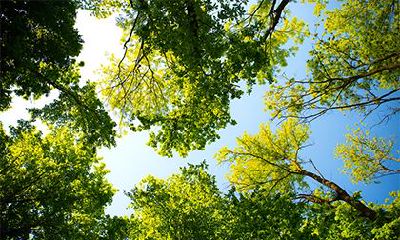 大林木命幸运数字是多少？大林木命运好不好？