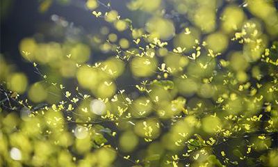 为什么说大林木命硬？大林木适合生什么孩子？