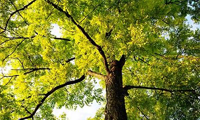 88年大林木命几月出生的好？88年大林木命女人的婚姻