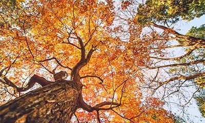 大林木命需要什么来旺？大林木命养什么旺自己？