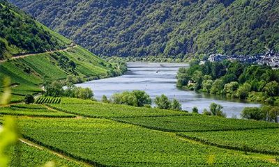 大林木命最怕山头火吗？大林木命需要什么来旺？