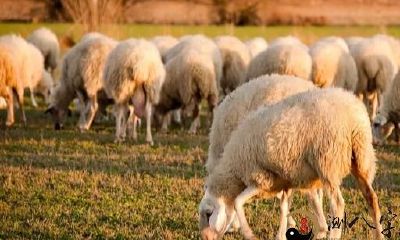 「科普」羊为什么是中国属相之一？